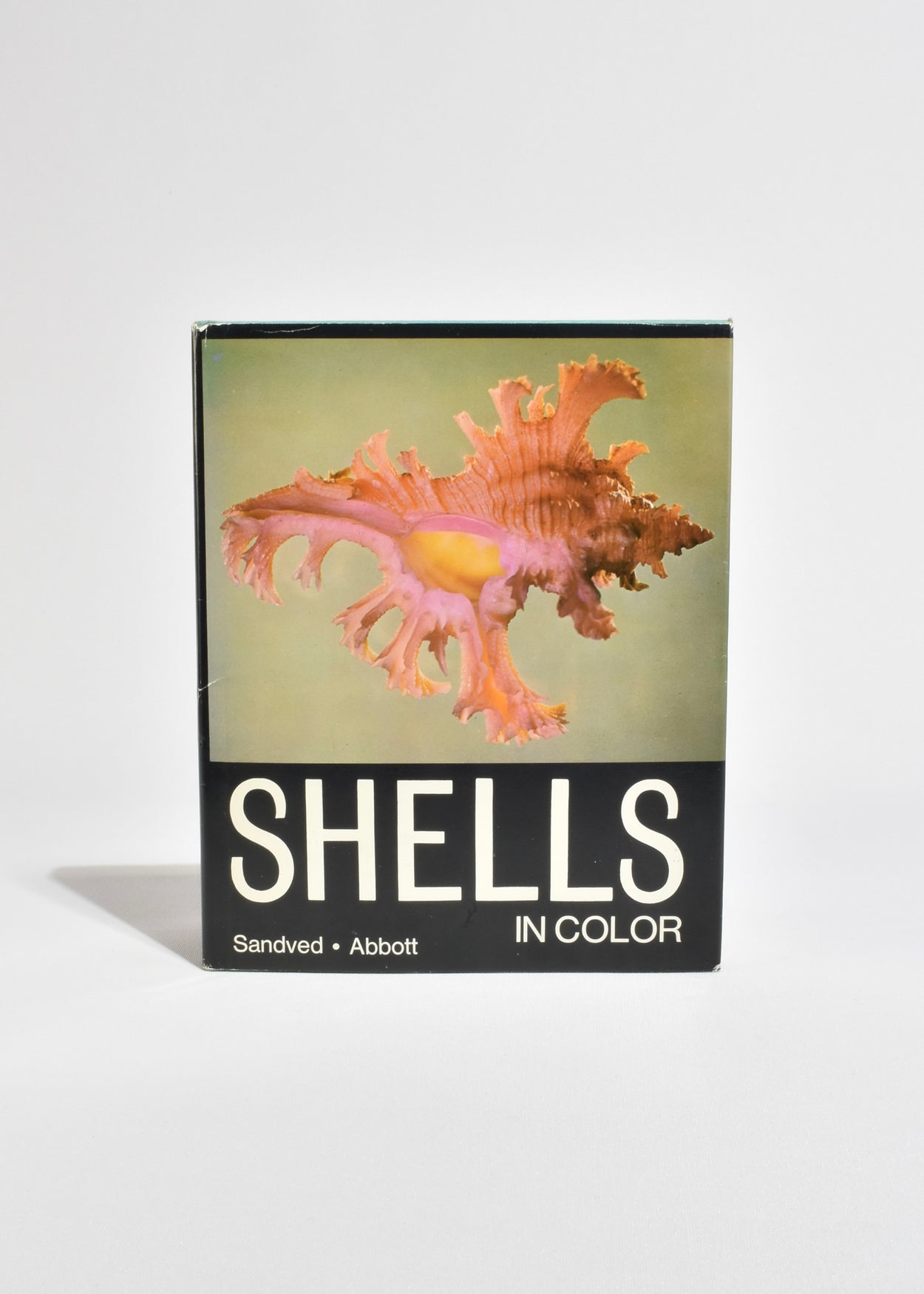 Shells in Color