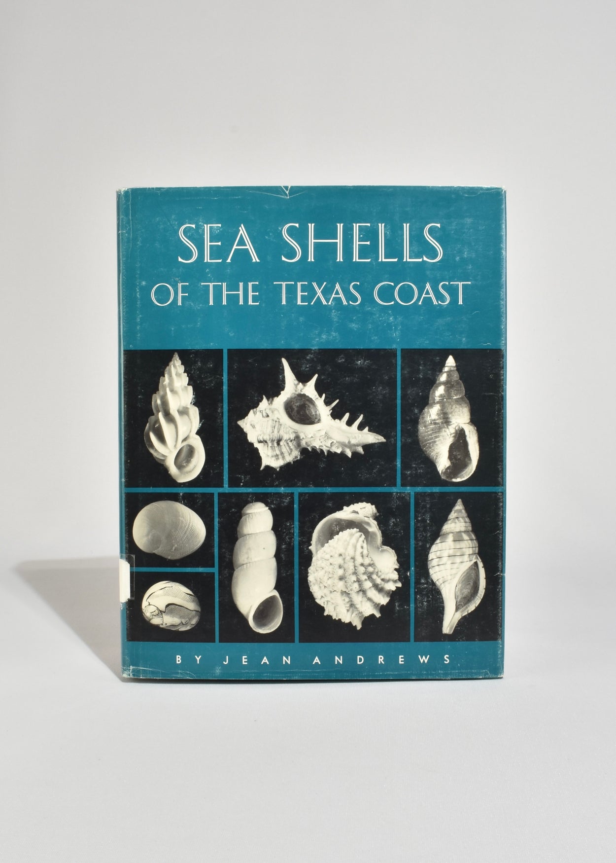 Sea Shells of the Texas Coast