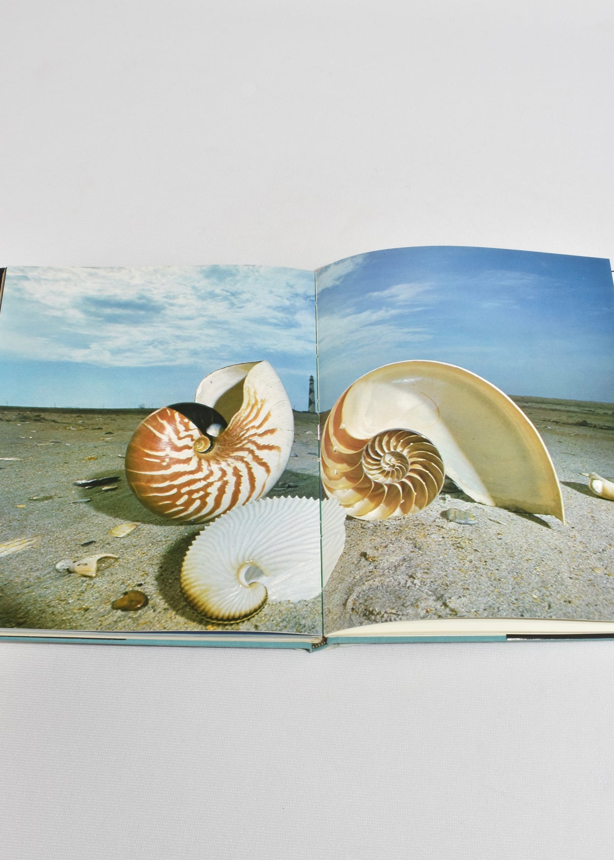 Shells in Color