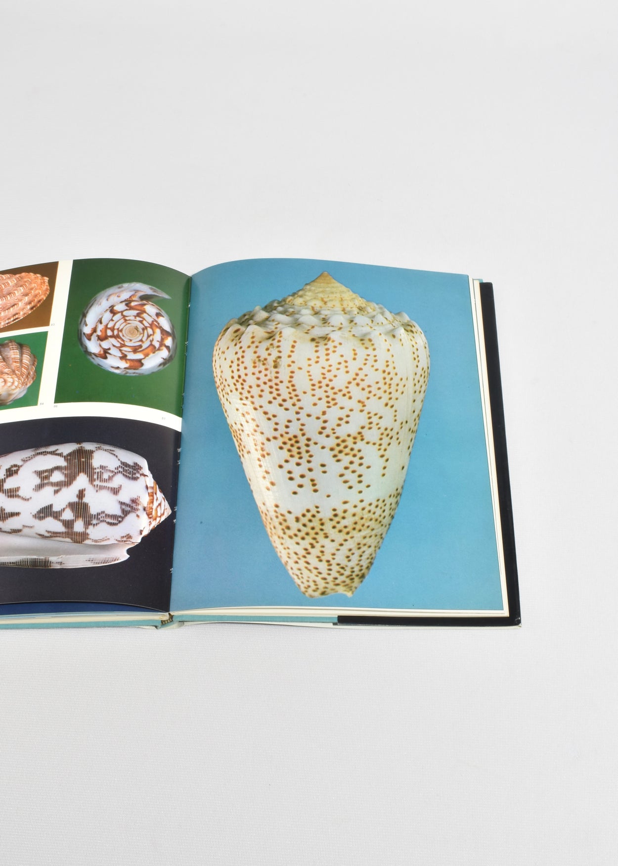 Shells in Color