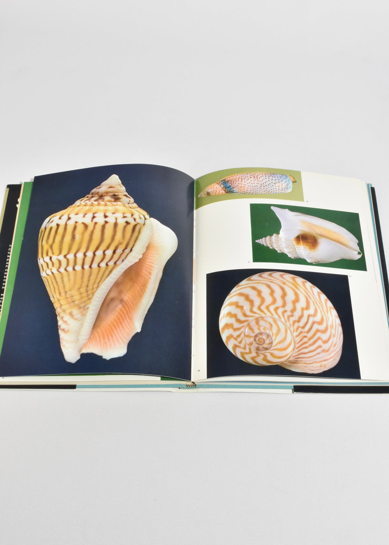 Shells in Color