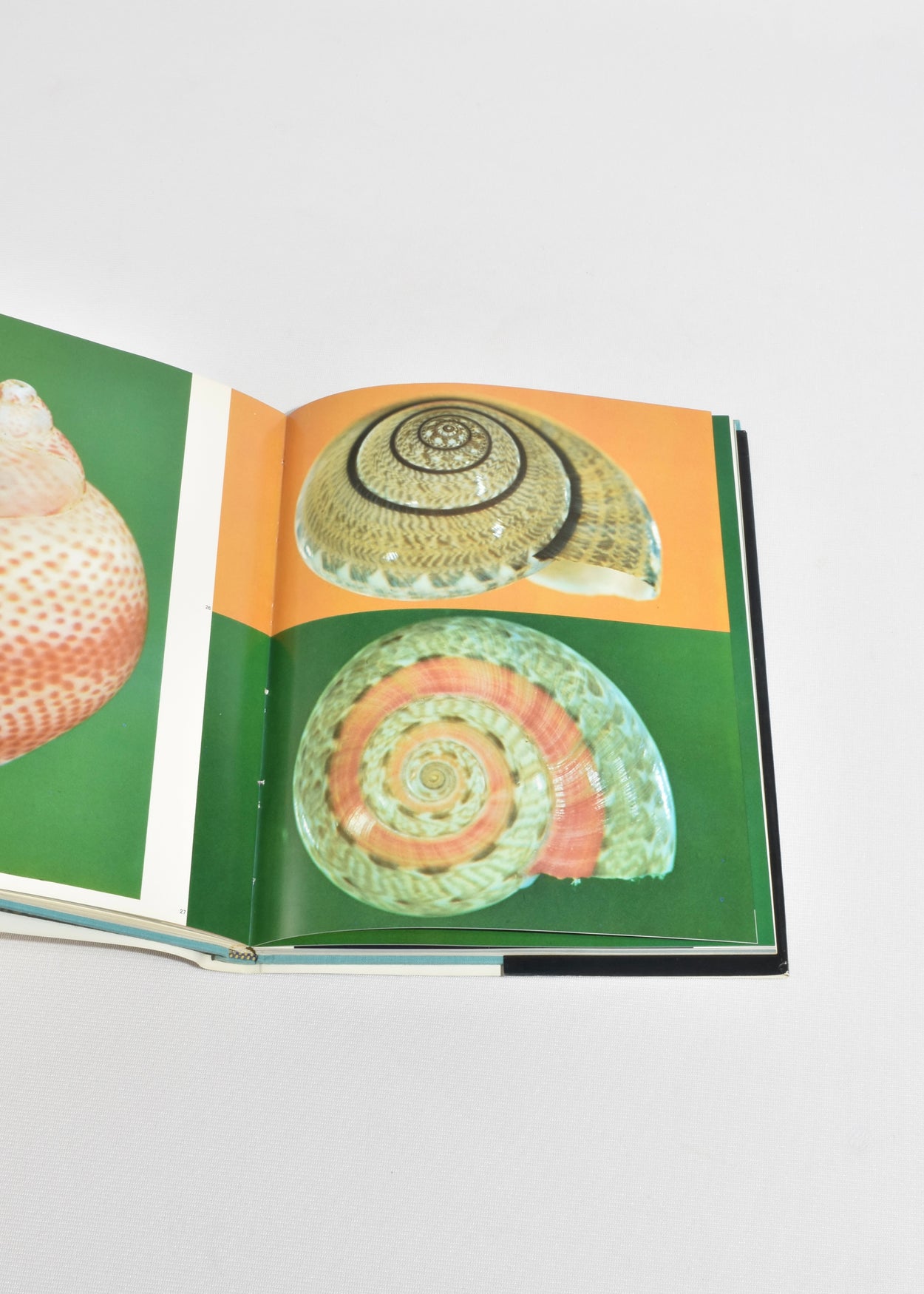 Shells in Color
