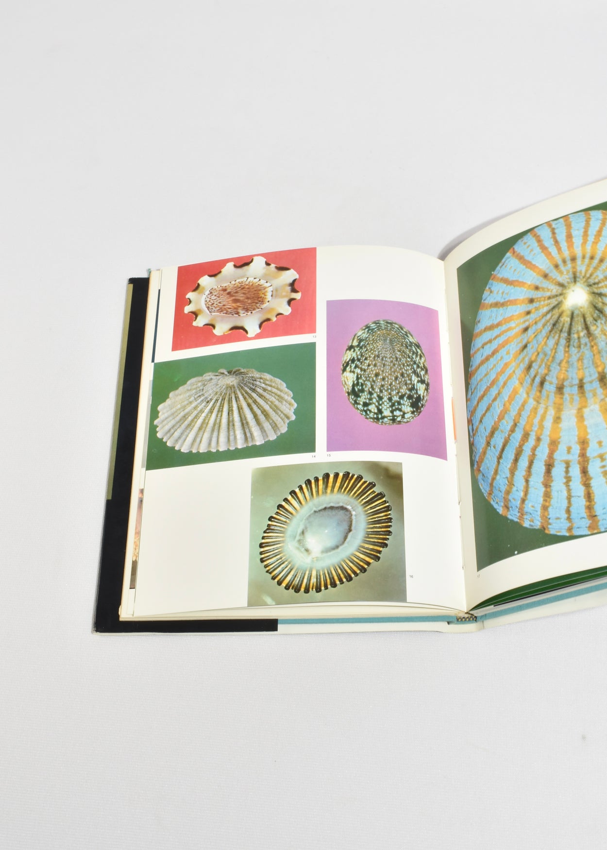 Shells in Color
