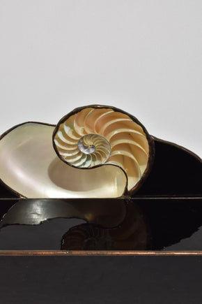 Nautilus Shell Letter Tray