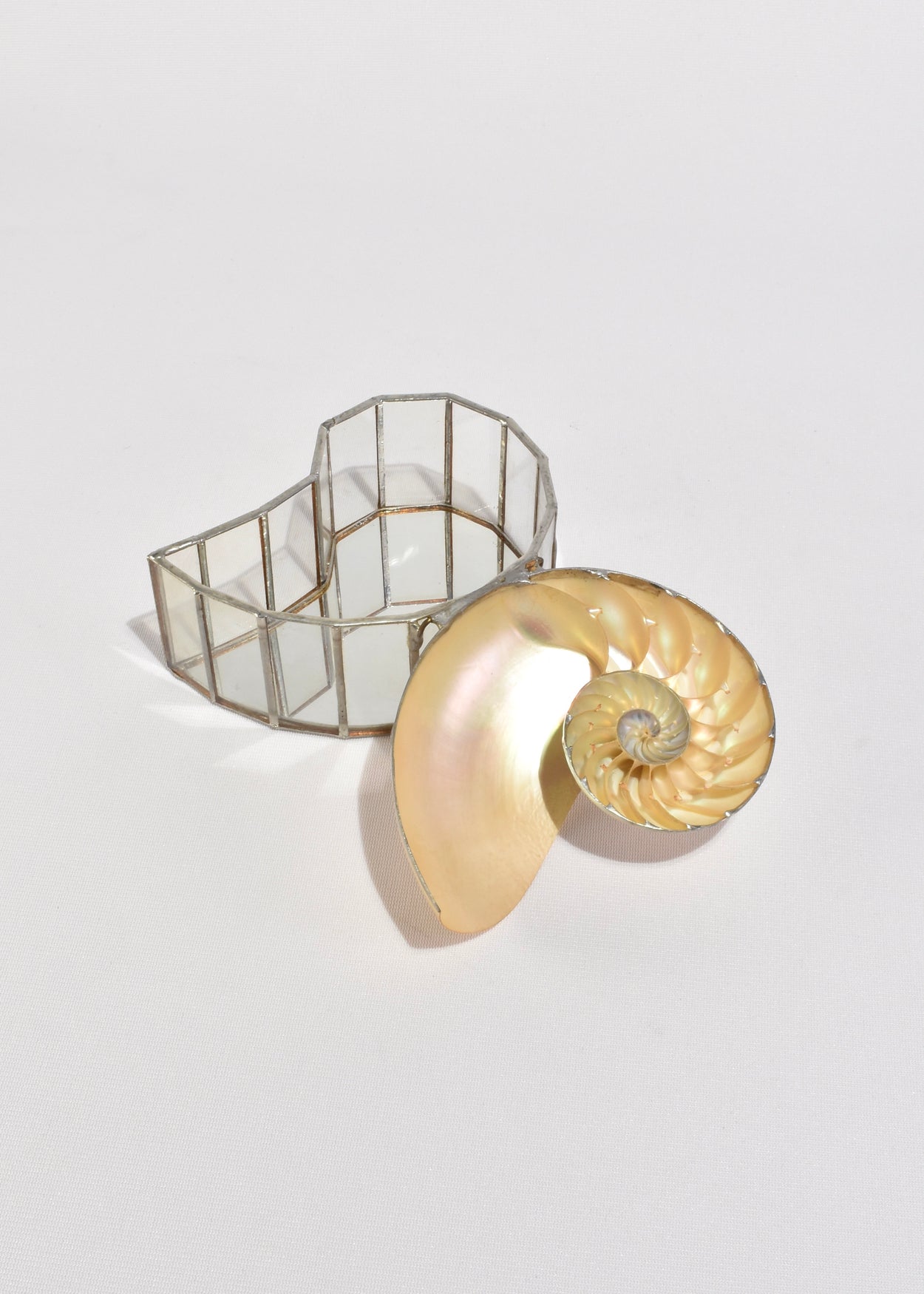 Shell Glass box